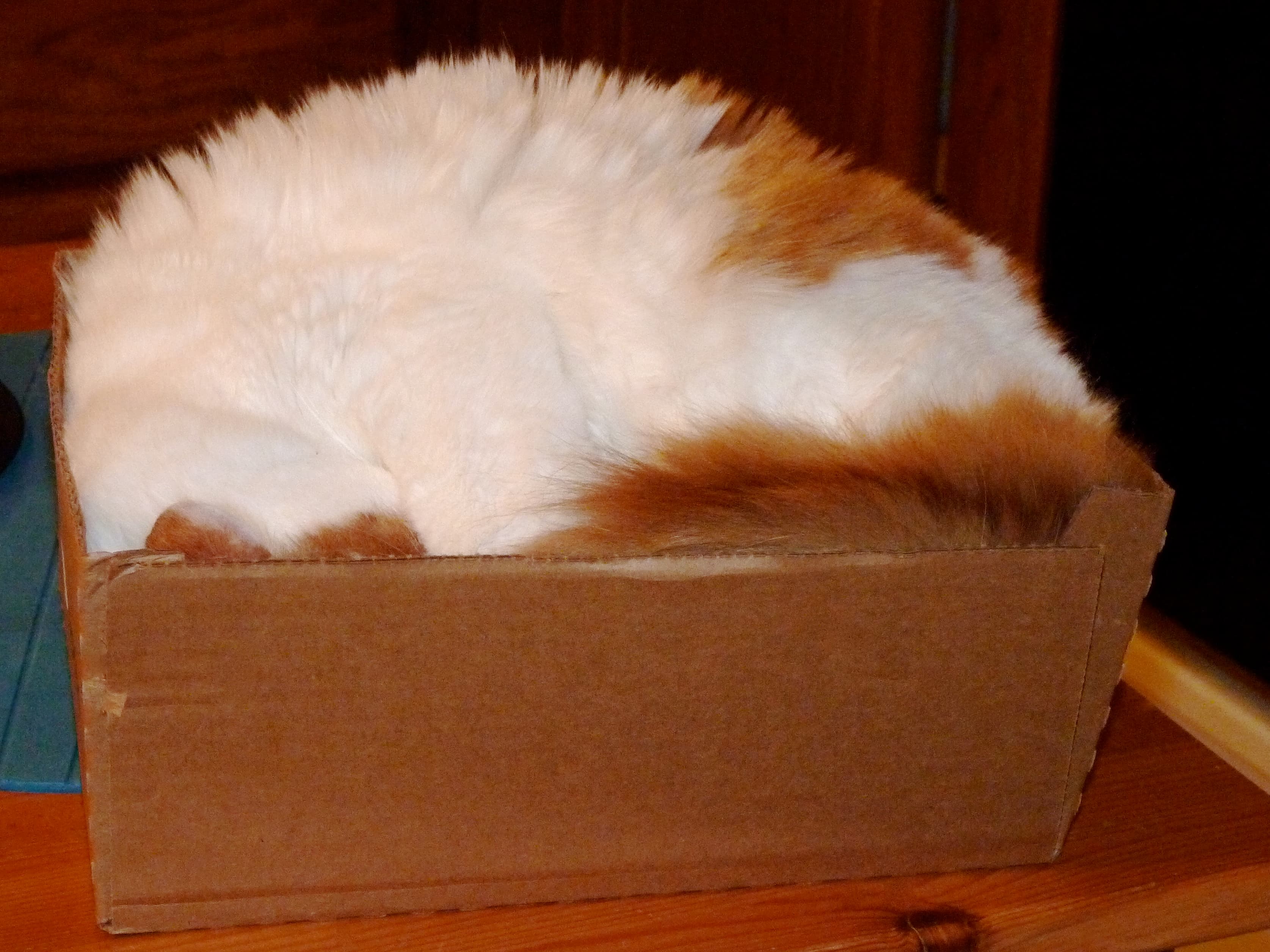 Chat blanc et roux confortablement installé dans un carton