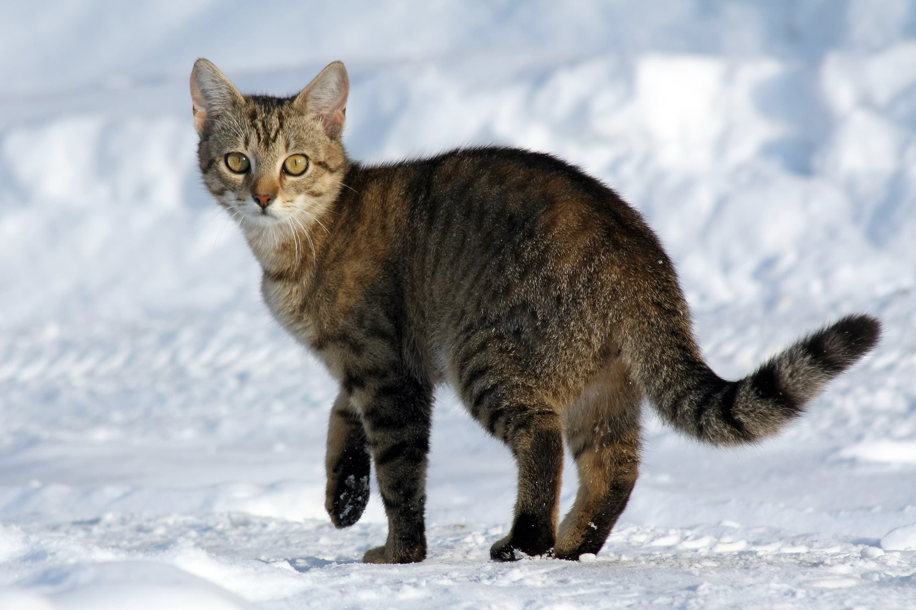 Chat illustrant Mon chat vieillit : les petits changements qu’il ne faut pas banaliser