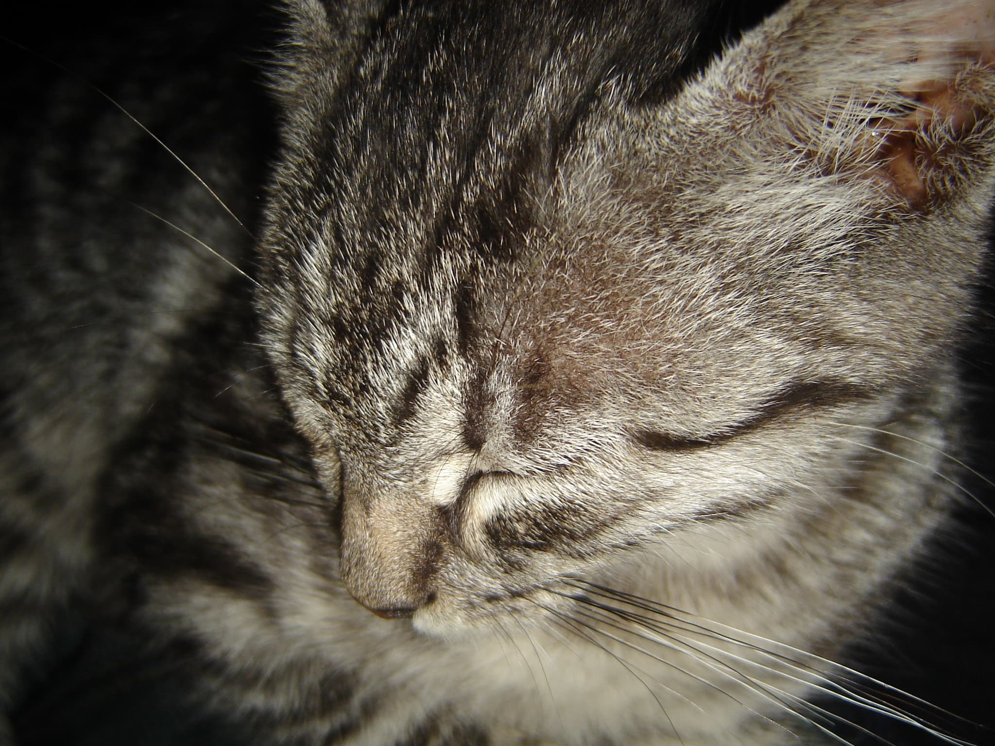 Chat illustrant Votre chat court après son ombre ? Voici pourquoi il a raison