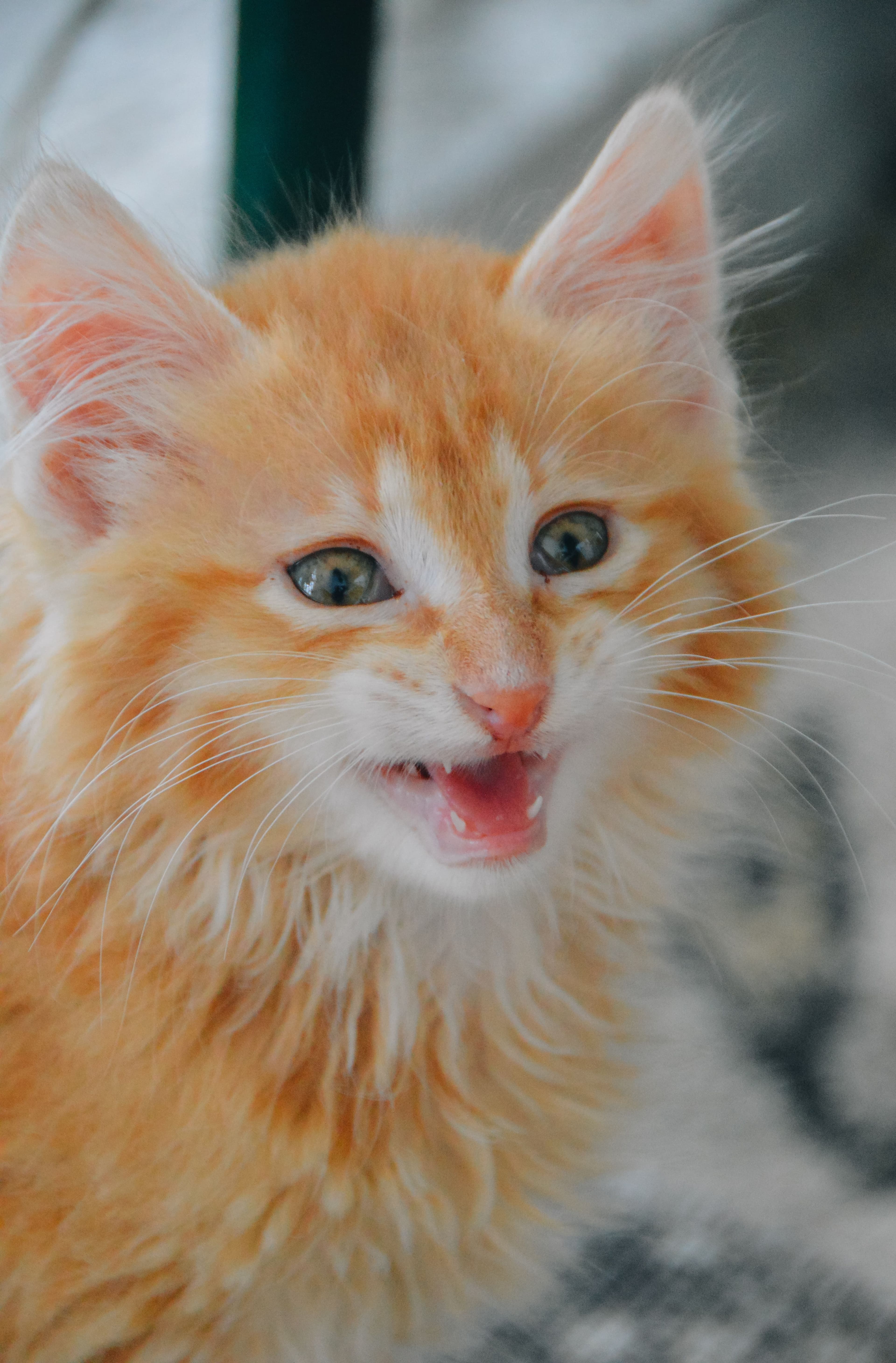Chaton orange espiègle et expressif en train de miauler