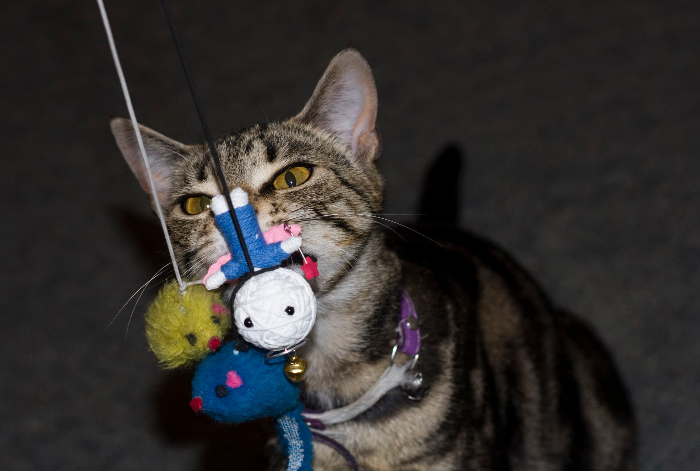 Chat illustrant Comment le jeu influence-t-il le bien-être de mon chat ?