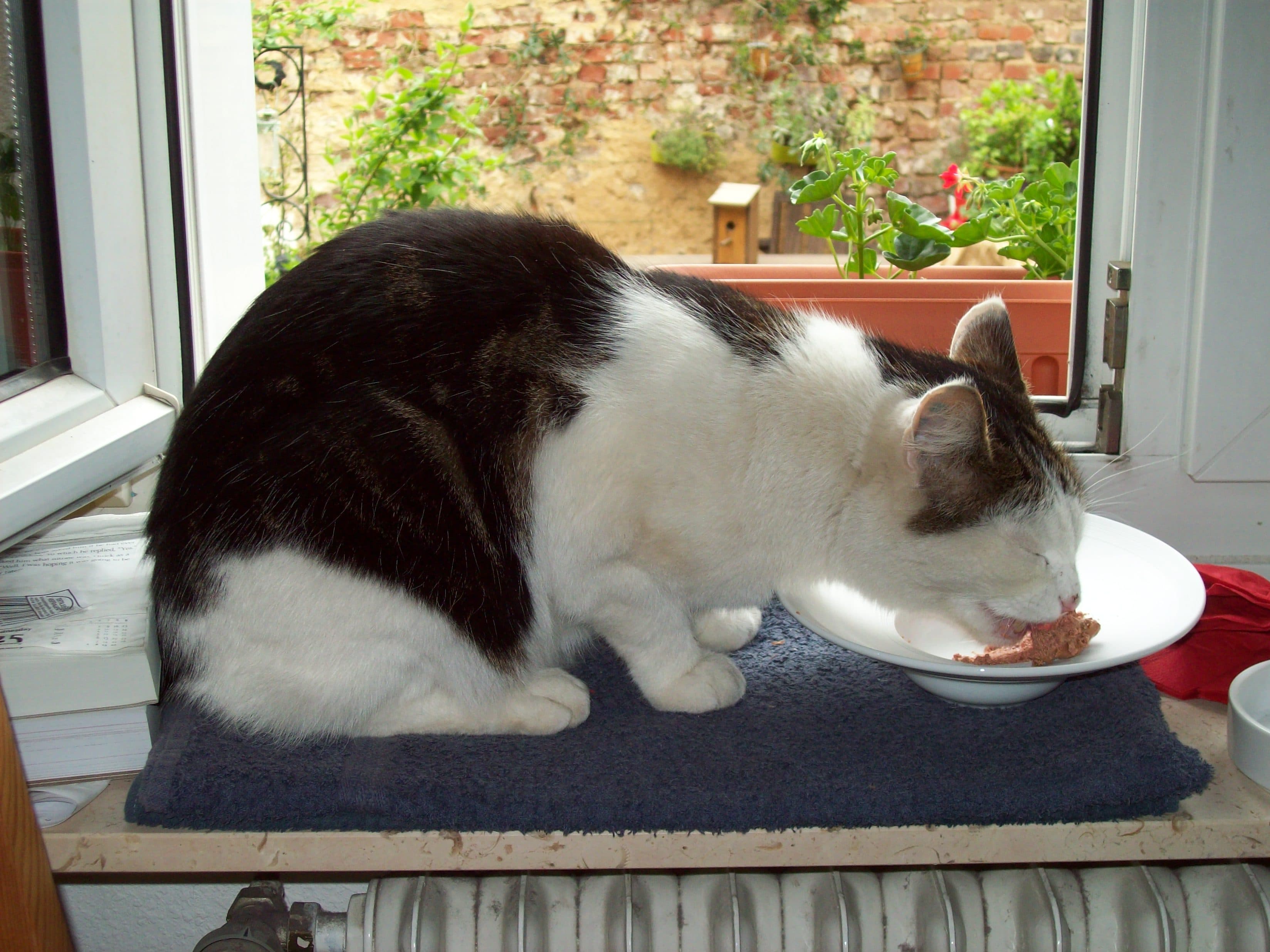 Chat mangeant sa pâtée dans une assiette