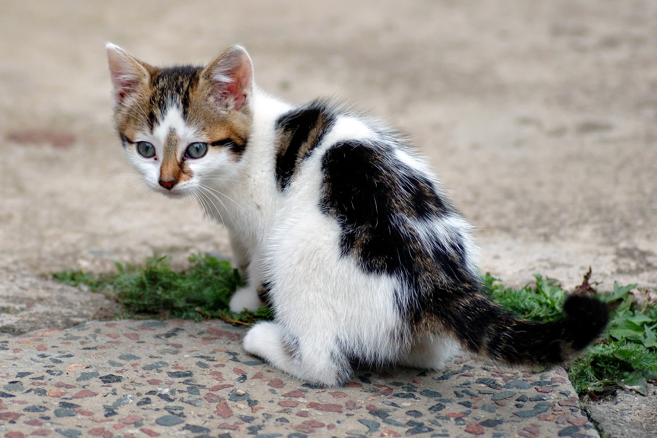 Chat illustrant Comment les perceptions humaines des chats ont‑elles façonné les politiques de confinement félin ?