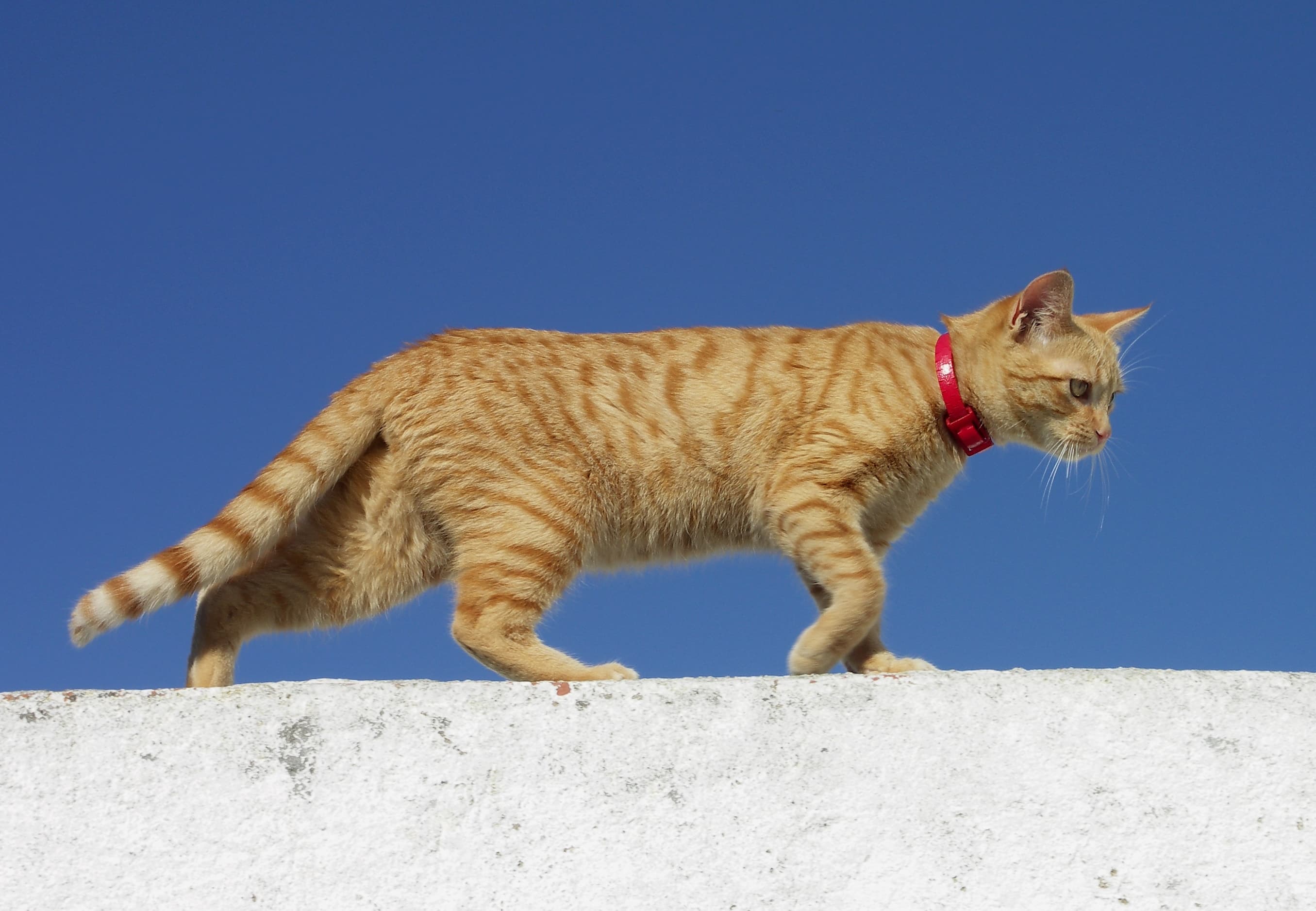 Chat illustrant Pourquoi mon chat préfère la boîte à la gamelle ?