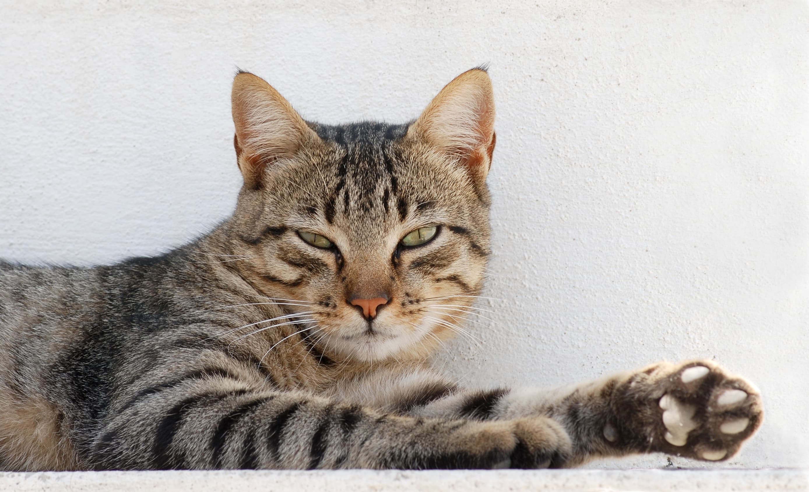 Chat illustrant Pourquoi votre chat préfère manger plusieurs petits repas dans la journée