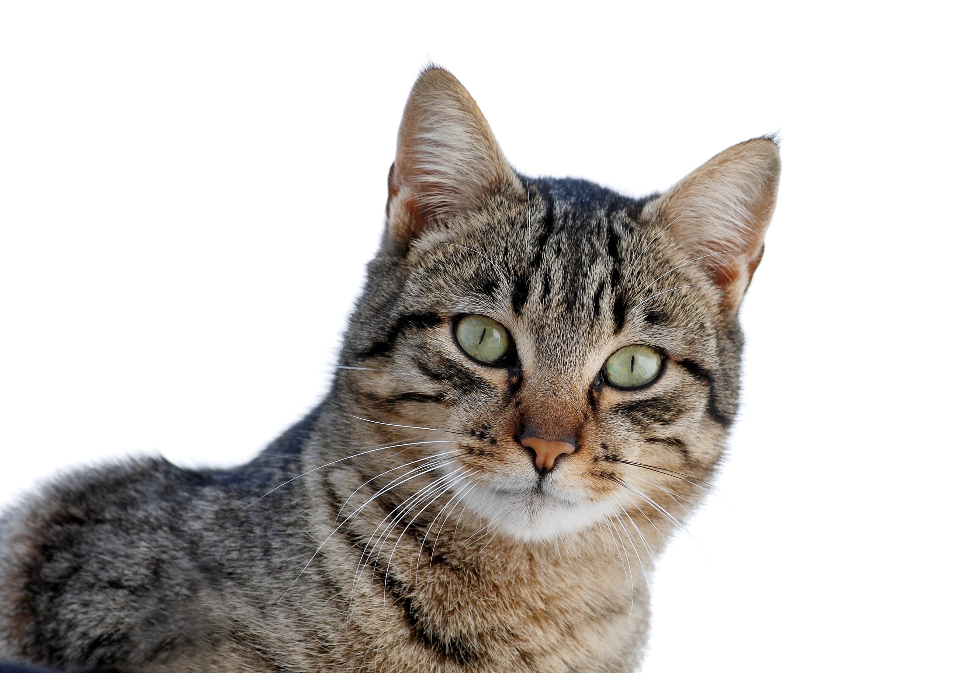 Chat illustrant Pourquoi votre chat vous regarde dormir : le regard qui ne vous quitte pas