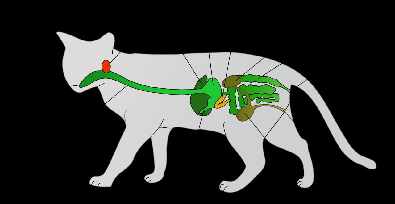 Schéma du système digestif du chat, illustrant le contexte intestinal du microbiome félin